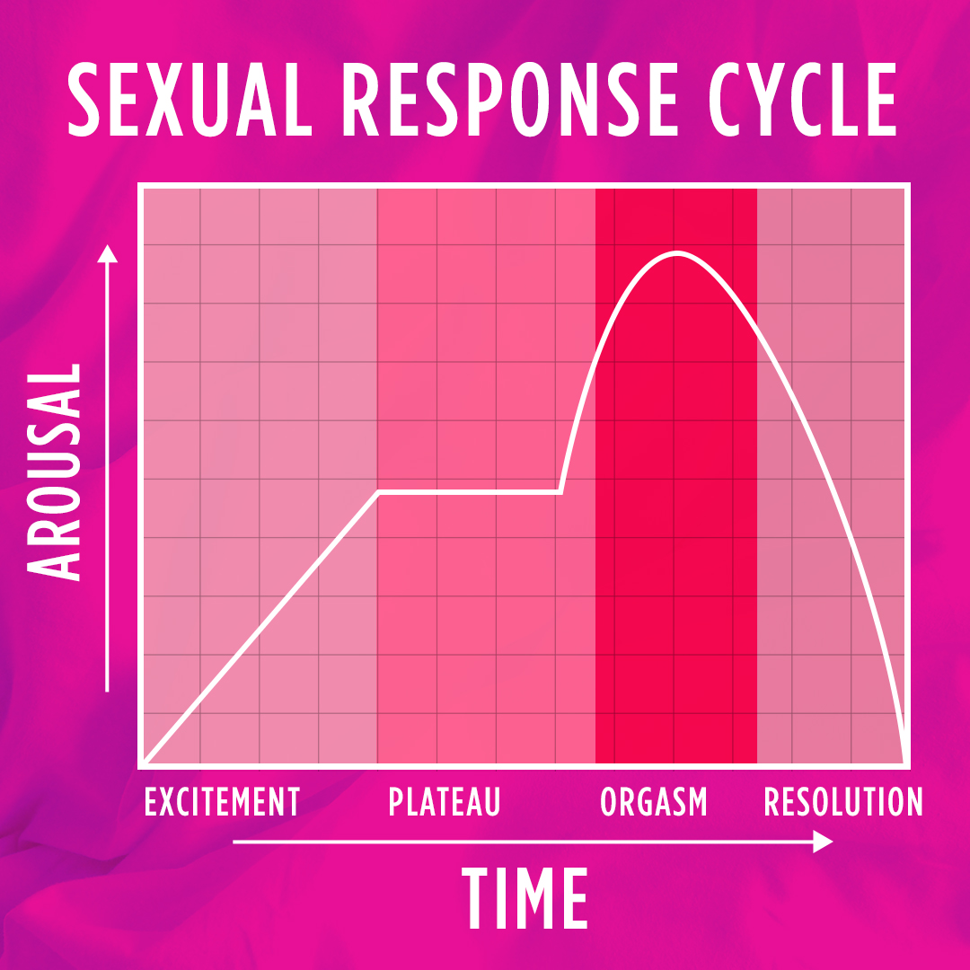 Touch Me Tease Me A Guide To The Sexual Response Cycle Live Alive